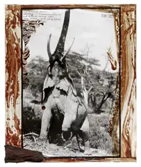 Kenya Elephant by Peter Beard, 1960, Silbergelatineabzug, vor 1990, sold Nov 2012