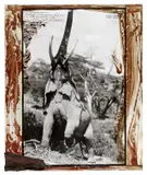 Peter Beard, Kenya Elephant, 1960, Silbergelatineabzug, vor 1990