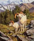 Chad Poppleton, Dall Sheep Low on the Mountain