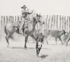 Robert Shufelt, Scoop’n Up a Black Baldy, Pencil