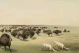George Catlin, Buffalo Hunt, Under the White Wolf Skin, Set of Two Lithographs