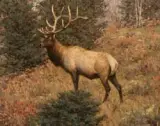 Tucker Smith, September Elk, Oil on canvas