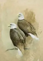 Bald Eagles by Ray Harris, Oil on board, sold Apr 2017