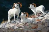 Ken Carlson, Rams of the Crags