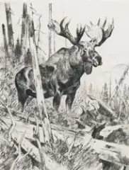 Carl Rungius, Collection of 43 etchings, Etchings
