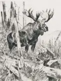 Carl Rungius, Collection of 43 etchings, Etchings