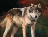 Ken Carlson, Eyes of the Wild