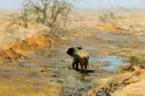 David Shepherd, Elephant in River Bed