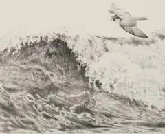 Robert Bateman, Peregrine Falcon, Pencil