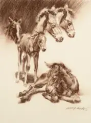 Loren Entz, Colts, Conte Crayon