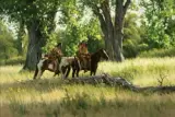 Tom Browning, Calm in the Cottonwoods