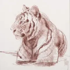 Bob Kuhn, Bathing Tiger, Conte Crayon