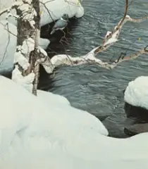 Robert Bateman, Kingfisher in Winter, Acrylic