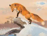 Red Fox Contemplating a Snack by Bob Kuhn, Acrylic, sold Apr 2018
