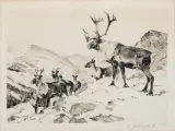 Carl Rungius, Mountain Caribou, Etching