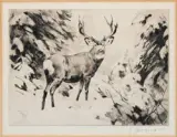 Carl Rungius, Mule Deer, Etching