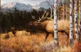 Ray Sexton, Autumn Elk, Oil on canvas