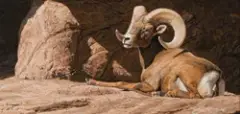 Daniel Smith, Desert Son, Oil on board