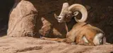 Daniel Smith, Desert Son