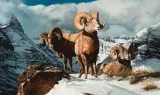 Gary Swanson, Rocky Mountain Bighorn, Oil on canvas