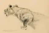Wilhelm Kuhnert, Poised to Strike, Graphite