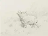 Wilhelm Kuhnert, Cape Buffalo, Graphite