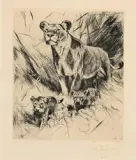 Wilhelm Kuhnert, Lowen Mit Jungen (Lion with Cubs), Etching