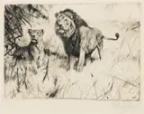 Wilhelm Kuhnert, Lion Pair, Etching, edition number 5/60