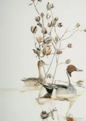 Thomas Quinn, Pintails, Watercolor