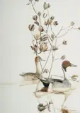 Thomas Quinn, Pintails, Watercolor