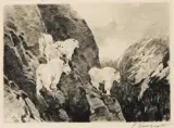 Carl Rungius, Goats, Etching