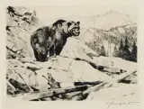 Carl Rungius, Silvertip, Etching
