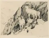 Carl Rungius, Dall Sheep, Drypoint Etching