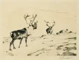 Carl Rungius, The Stranger, Etching