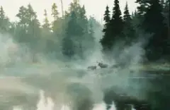 Lanford Monroe, Moose in Mist, Oil on canvas