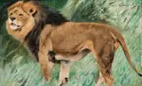 Wilhelm Kuhnert, Lion, Oil on board