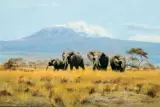 John Seerey-Lester, Elephants, Oil on canvas