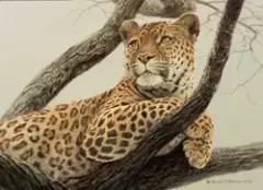 Robert Bateman, Leopard, Acrylic