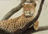 Robert Bateman, Leopard