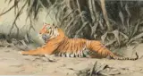 Wilhelm Kuhnert, Reclining Tiger, Watercolor