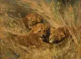 Arthur Wardle, Lion Cubs