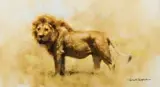 David Shepherd, Lion, Oil on canvas