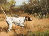Luke Frazier, Texas Quail Hunter