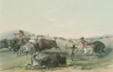 George Catlin, Catching the Wild Horse & Buffalo Hunt, Chase, Lithograph
