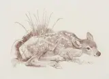 Bob Kuhn, Deer Fawn, Conte Crayon