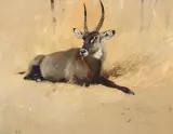 Wilhelm Kuhnert, A Common Waterbuck