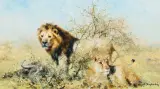 David Shepherd, Lion Pair, Oil on canvas
