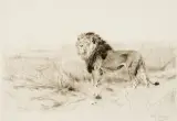 Wilhelm Kuhnert, Lion, Etching, edition number 59/60