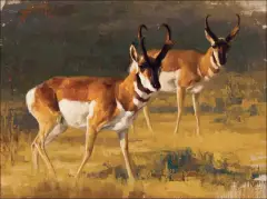 Greg Beecham, Two Antelope, Oil on board