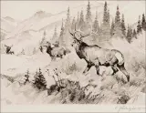 Carl Rungius, Challenged, Drypoint Etching
